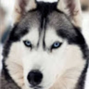 Meet your Posher, Fei